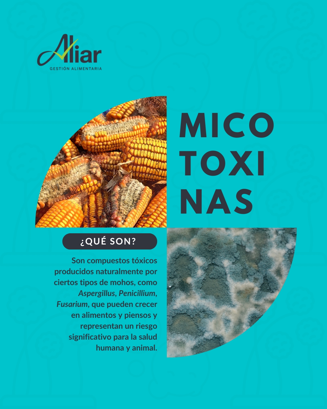 Micotoxinas: la importancia de su prevención y control